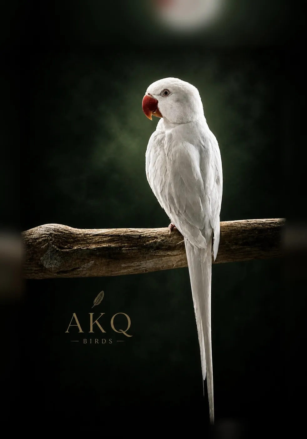 Albino Line · Visual Foundation Hen