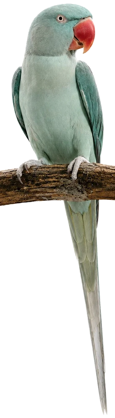 Aqua Alexandrine mutation reference bird