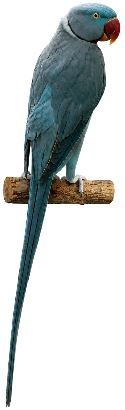 Blue Alexandrine mutation reference bird