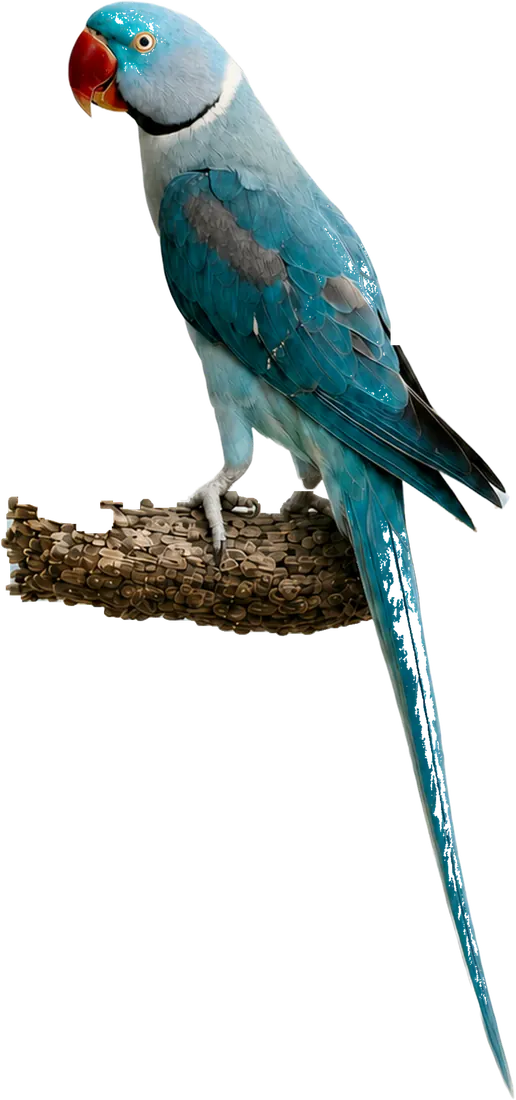 Blue Alexandrine mutation reference bird