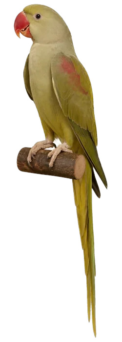 Bronze Alexandrine mutation reference bird