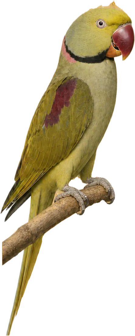 Bronze Alexandrine mutation reference bird