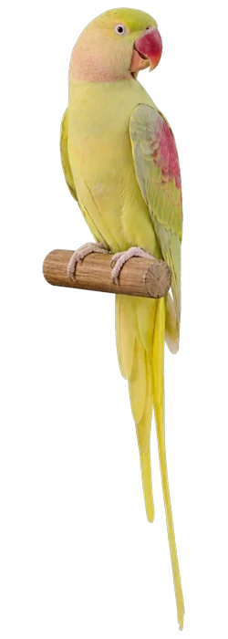 Bronze Fallow Alexandrine mutation reference bird