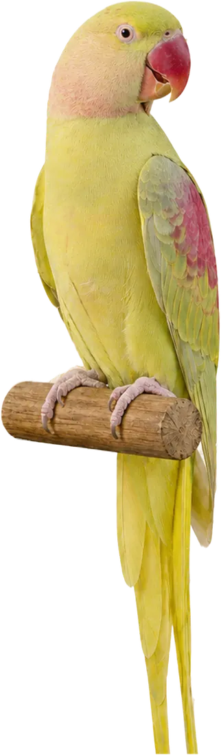 Bronze Fallow Alexandrine mutation reference bird