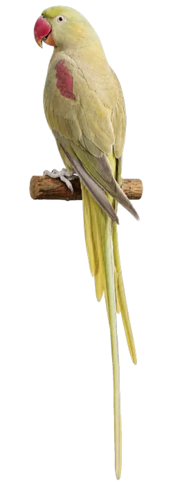 Cinnamon Alexandrine mutation reference bird