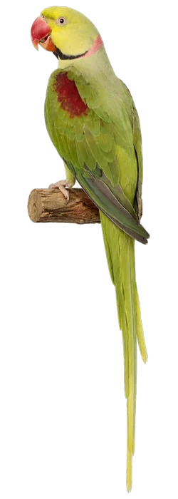 Clearhead Fallow Alexandrine mutation reference bird