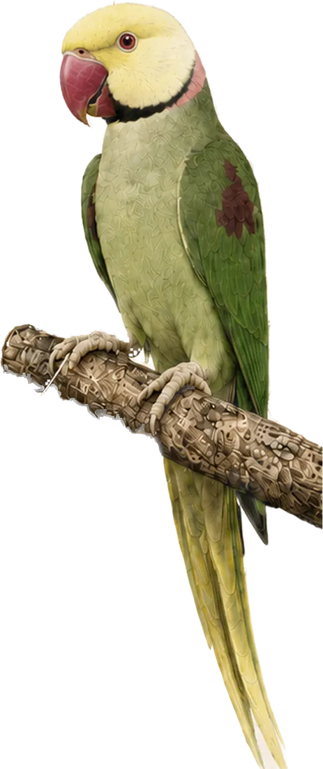 Clearhead Fallow Alexandrine mutation reference bird