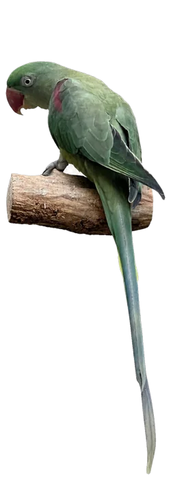 Dark Factor Alexandrine mutation reference bird