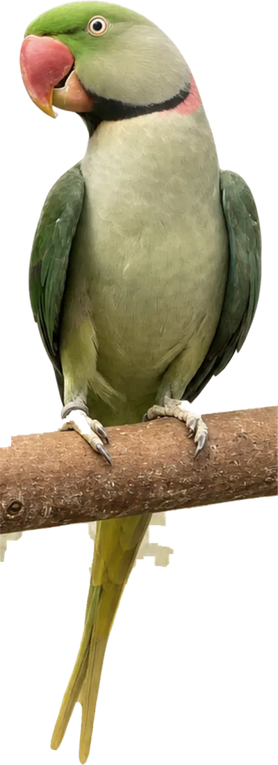 Dark Factor Alexandrine mutation reference bird