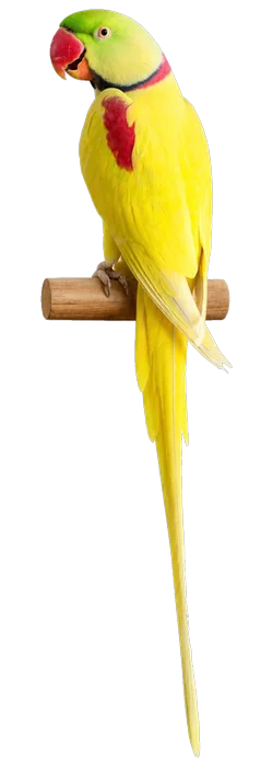 Dilute Alexandrine mutation reference bird