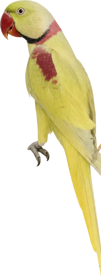 Dilute Alexandrine mutation reference bird