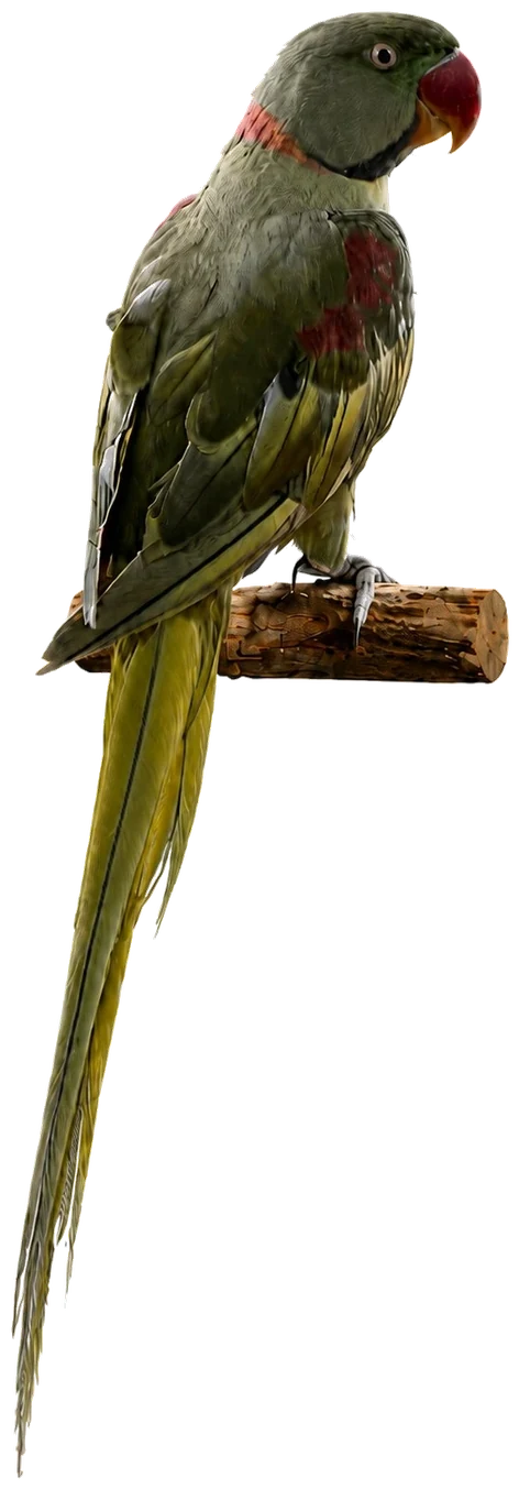 Dominant Pied Alexandrine mutation reference bird