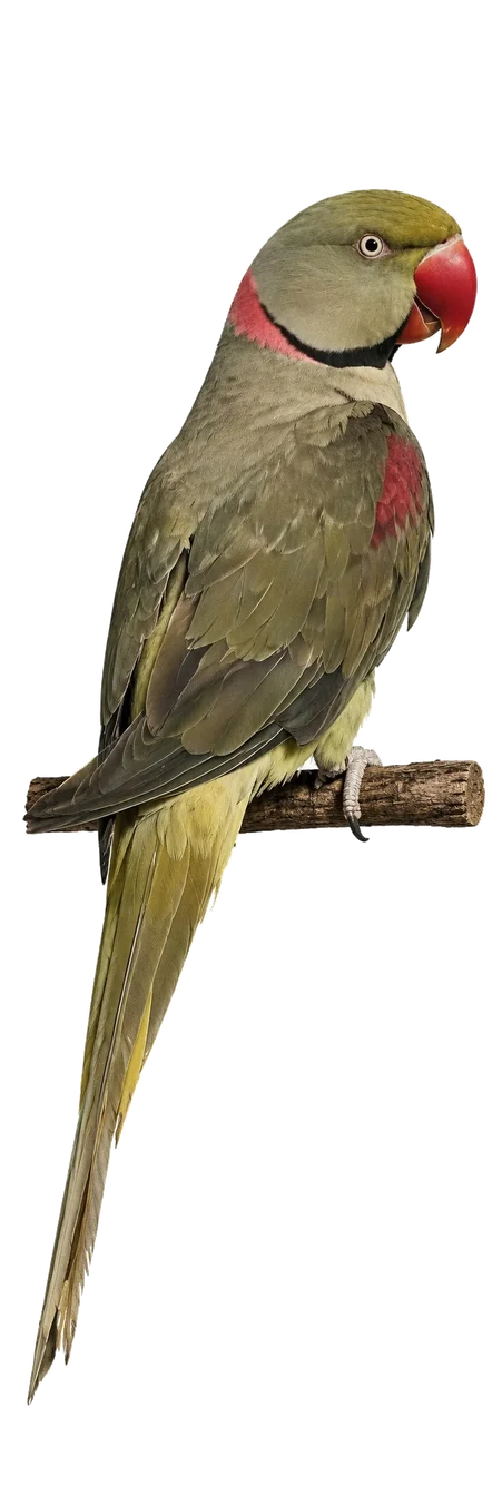 Grey Green Alexandrine mutation reference bird