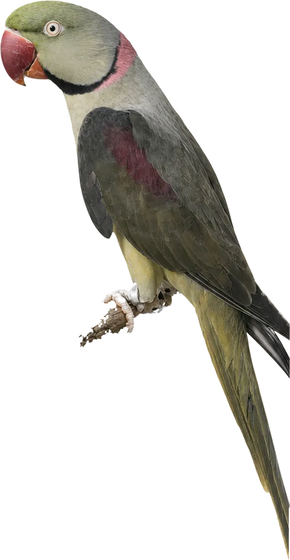 Grey Green Alexandrine mutation reference bird