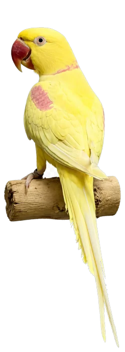 Lutino Alexandrine mutation reference bird