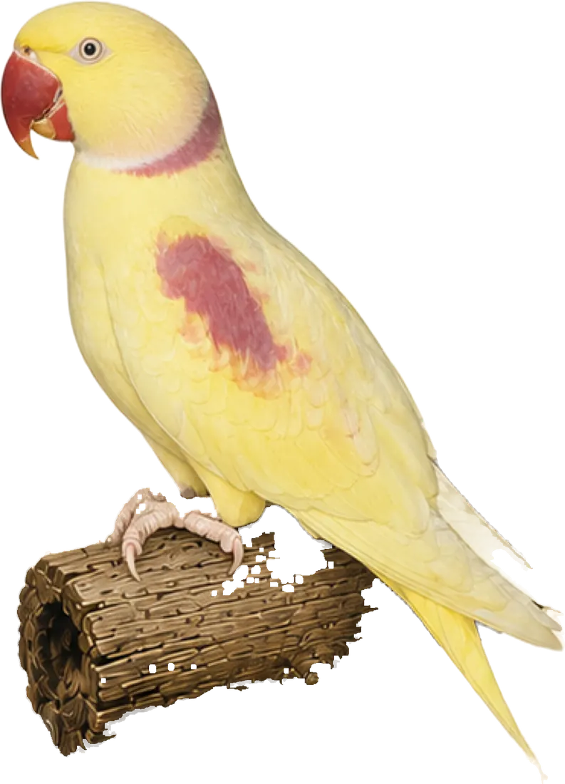 Lutino Alexandrine mutation reference bird