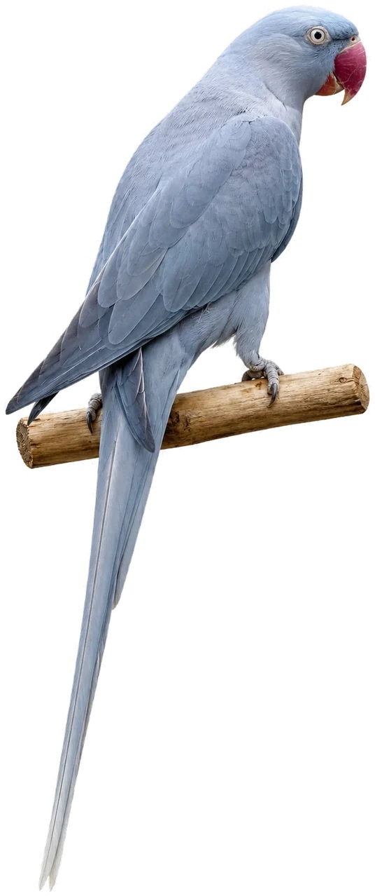 Recessive Grey Green Alexandrine mutation reference bird