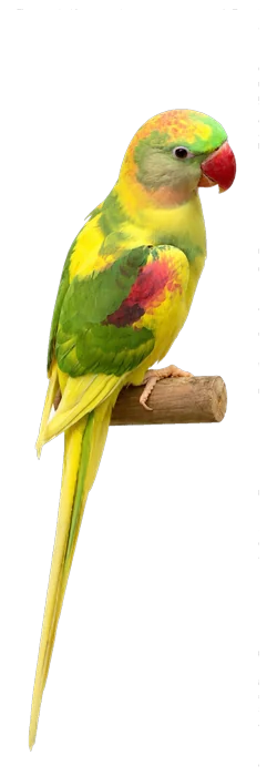 Recessive Pied Alexandrine mutation reference bird