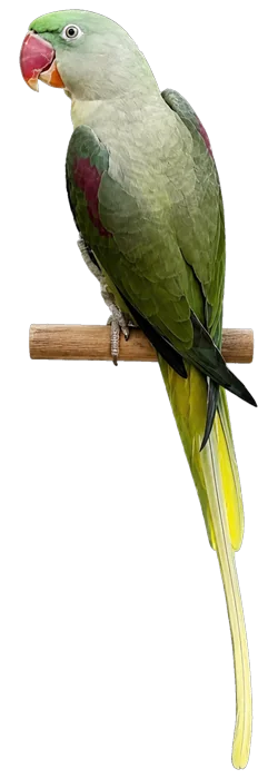 Slaty Green Alexandrine mutation reference bird
