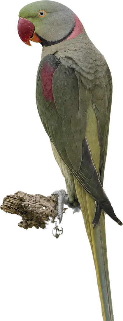 Slaty Green Alexandrine mutation reference bird