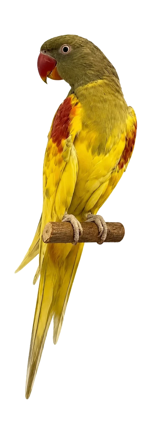 Spangle Alexandrine mutation reference bird