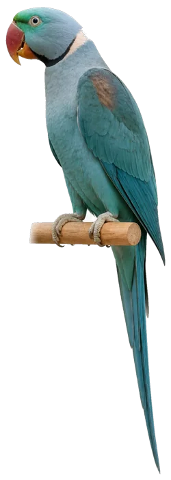 Turquoise Alexandrine mutation reference bird