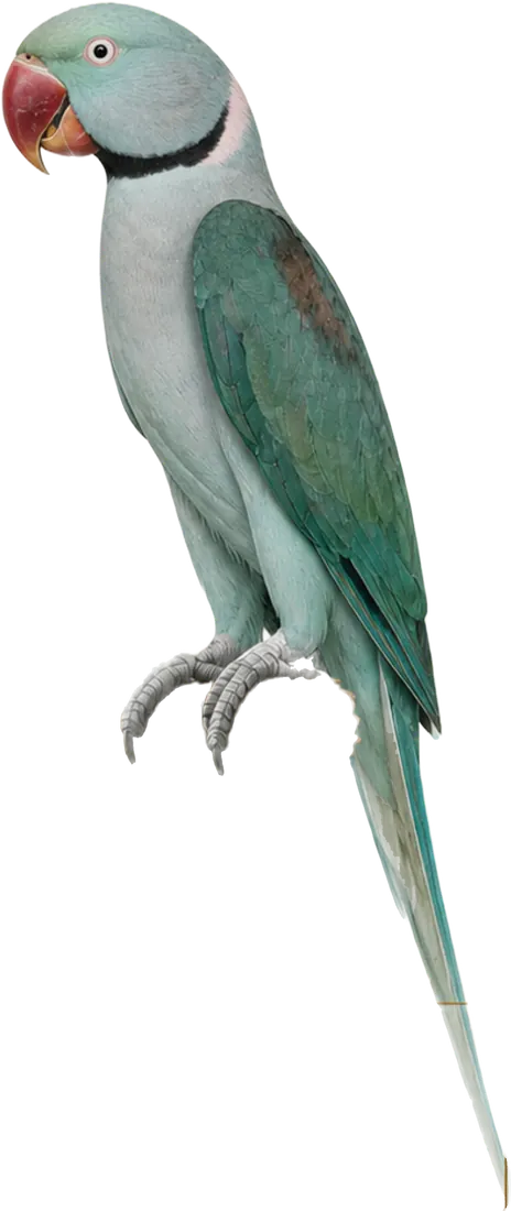 Turquoise Alexandrine mutation reference bird