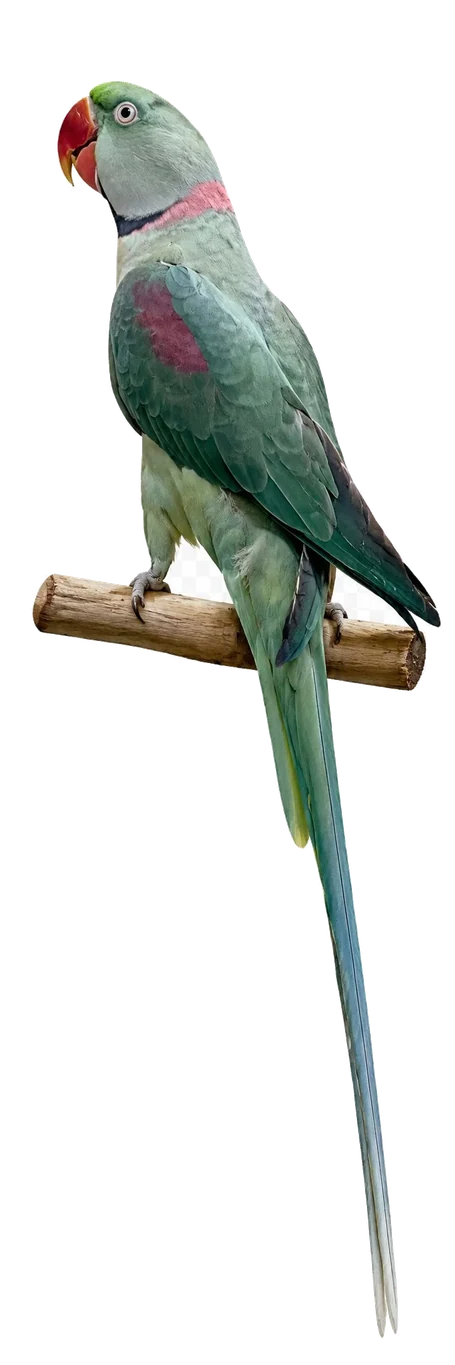 Violet Green Alexandrine mutation reference bird