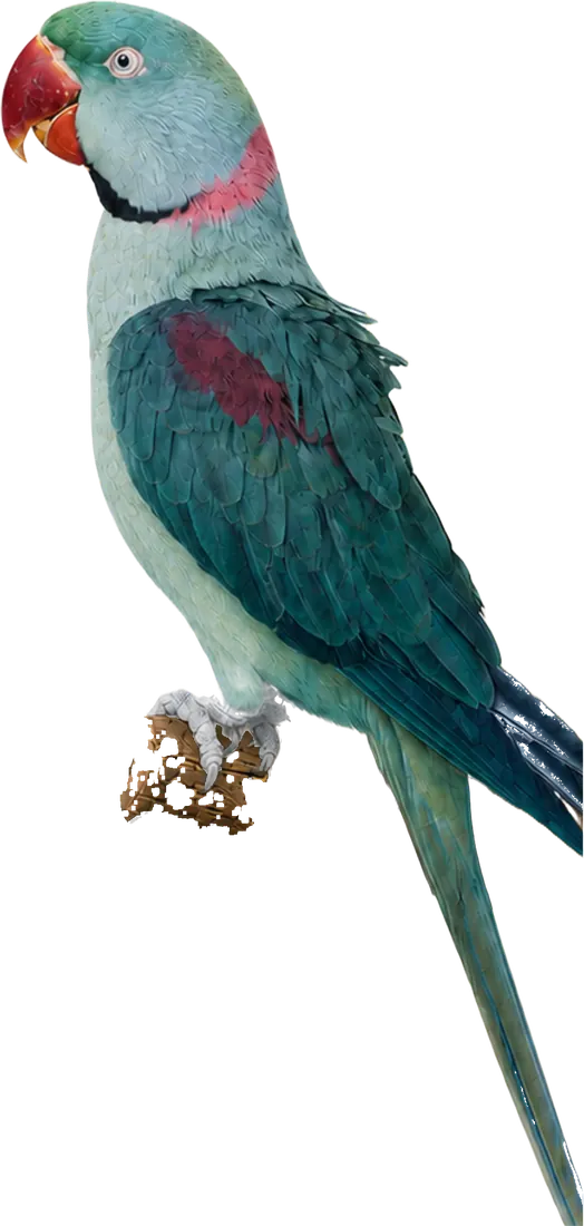 Violet Green Alexandrine mutation reference bird
